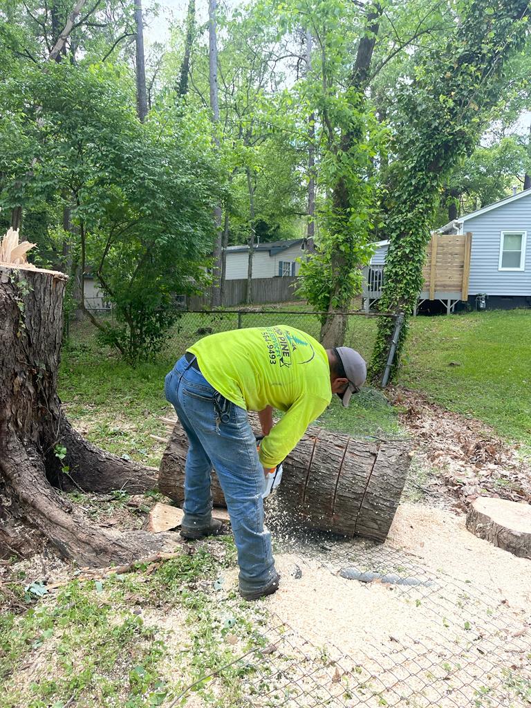 Top_pine_tree_removal1