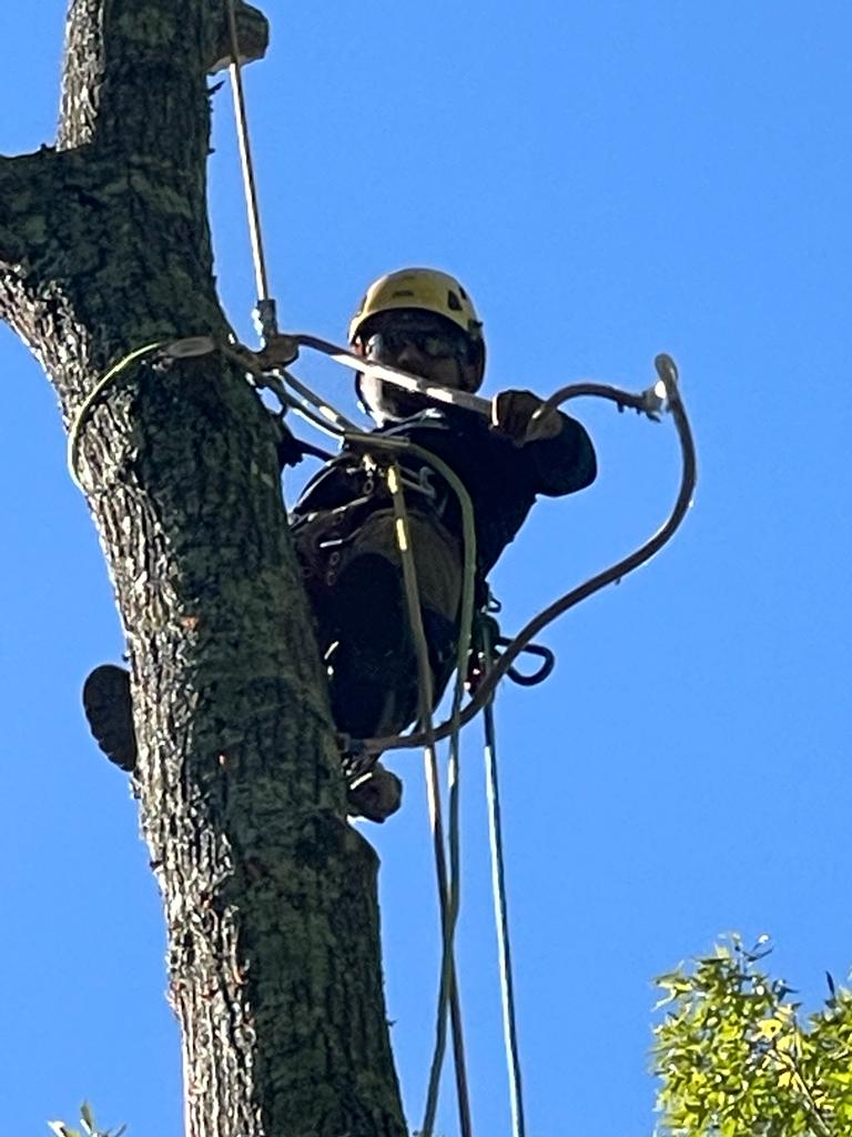 Top_pine_tree_removal3