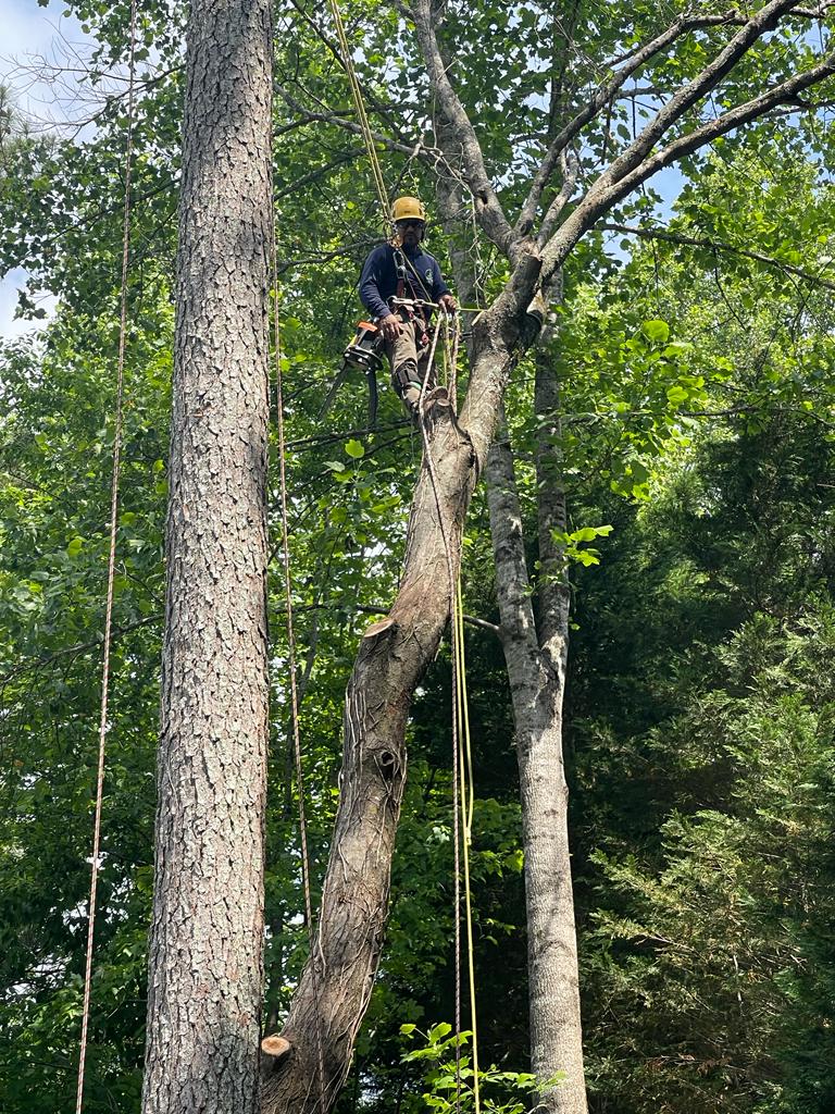 Top_pine_tree_removal5